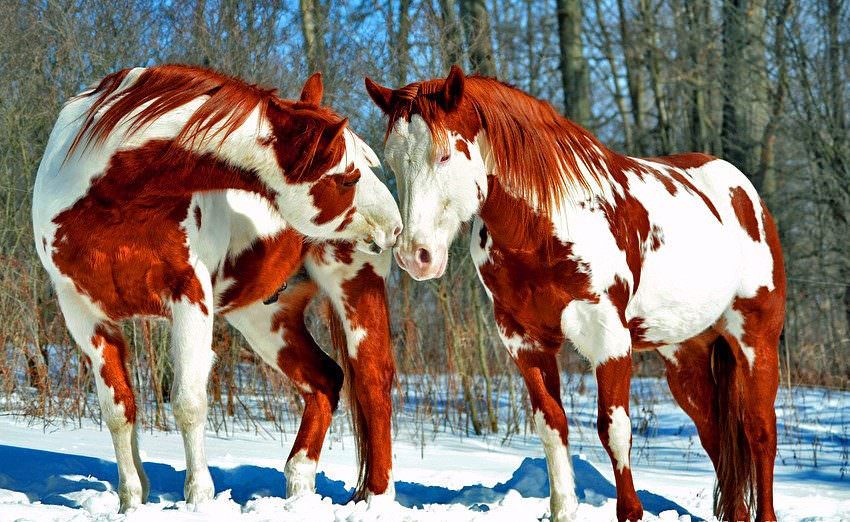 Top 10 des plus beaux chevaux de la planète!