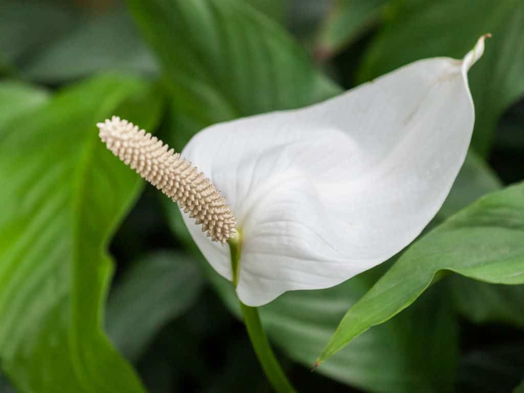Spathiphyllum home: comment bien entretenir une plante