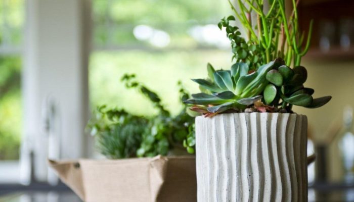 Les 11 plantes les plus faciles à entretenir