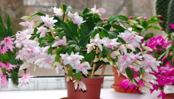 Quelles plantes de la maison fleurissent - 8 espèces étonnantes