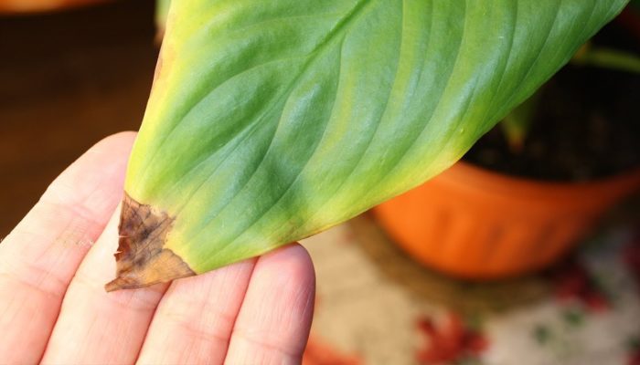 Les plantes d'intérieur sèchent. Pourquoi cela se produit-il et que faut-il faire?