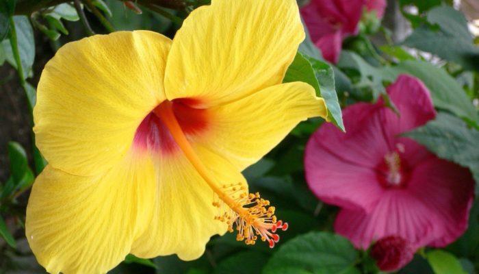 Comment soigner l'hibiscus à la maison