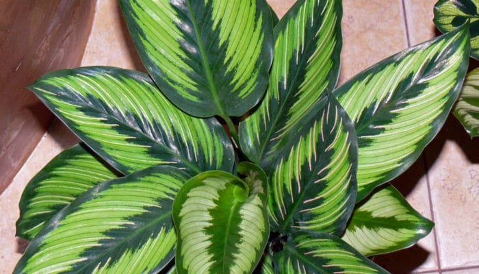 Comment prendre soin de calathea à la maison