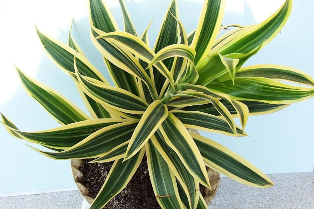 Dracaena et ses soins