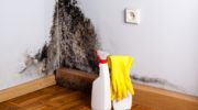 Comment se débarrasser de la moisissure dans l'appartement?